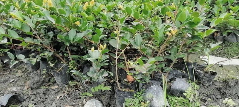茶梅成都哪里有，价格多少钱