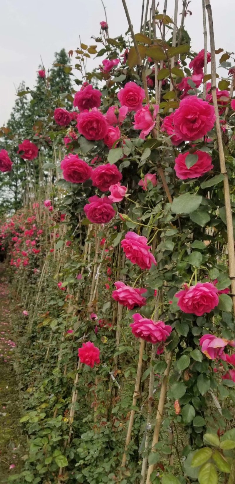 藤本月季好货开花价格多少钱