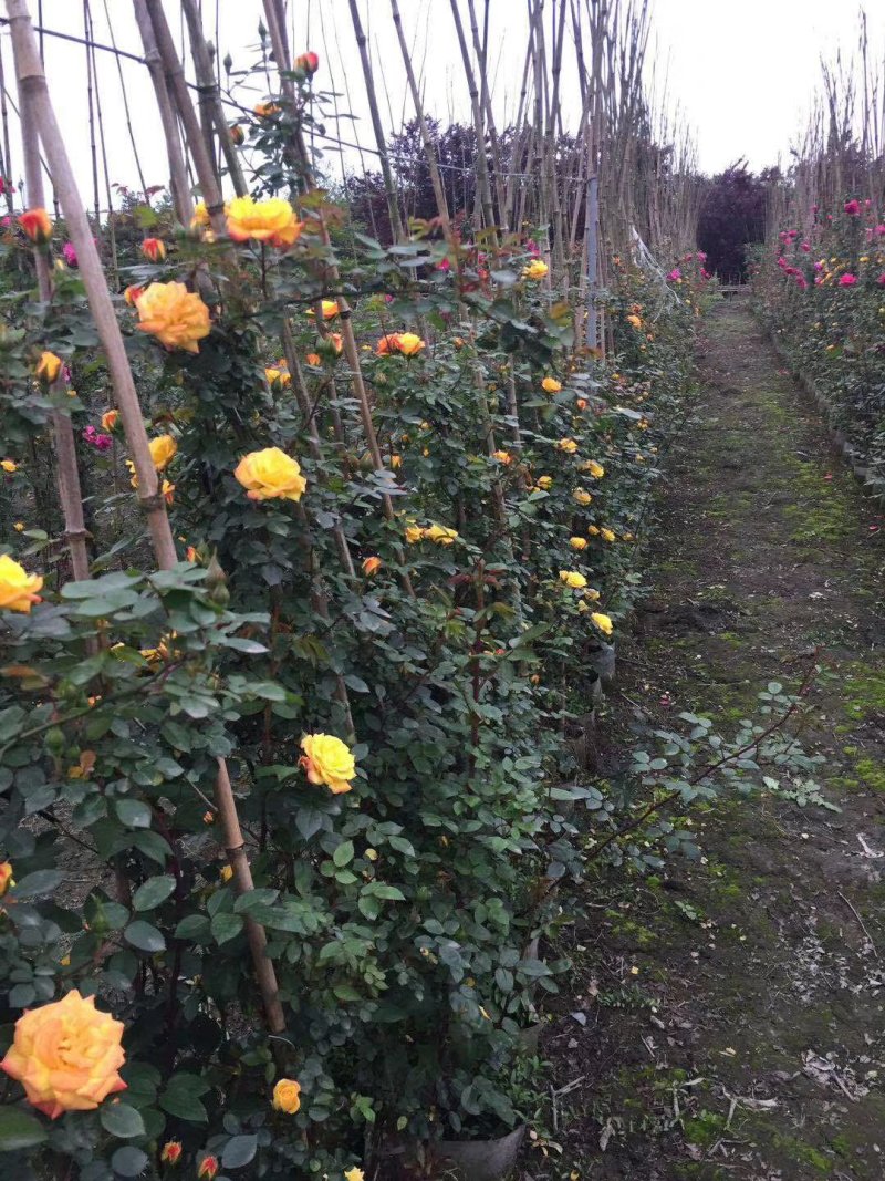 藤本月季好货开花价格多少钱