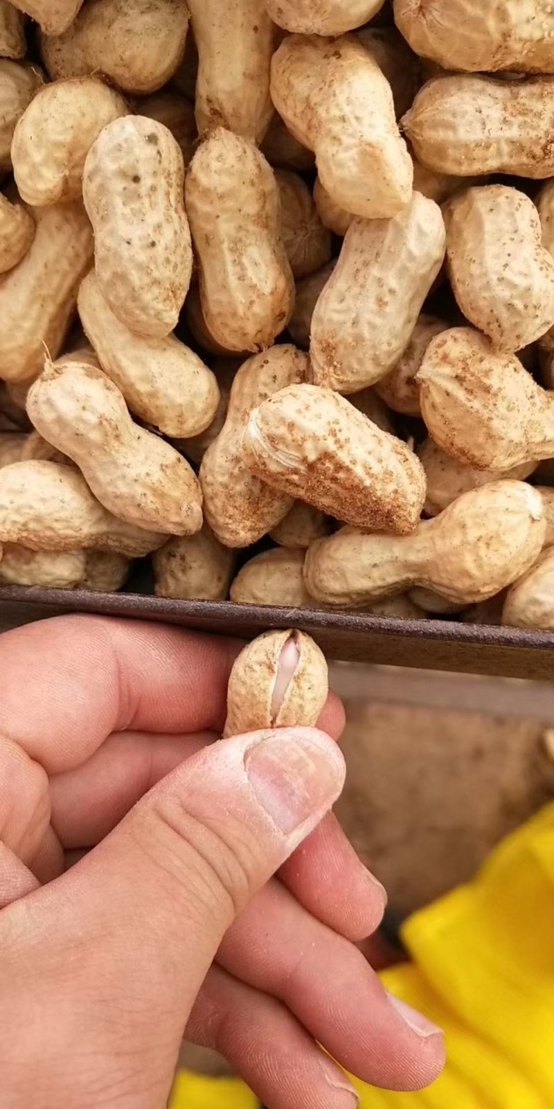 鲜花生品种丰花.海花。过筛手选老度达标.颗粒饱满.口感甜
