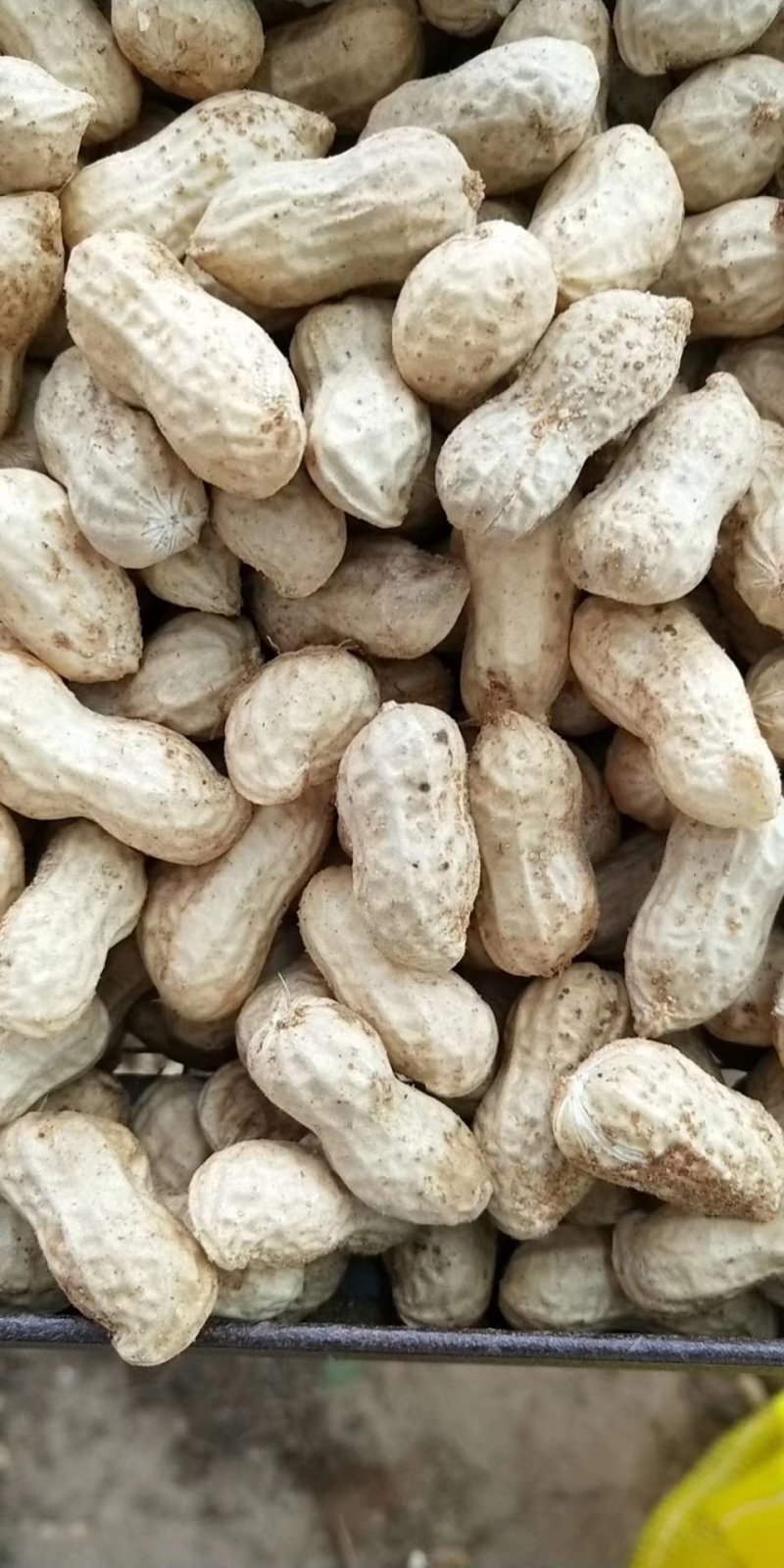 鲜花生品种丰花.海花。过筛手选老度达标.颗粒饱满.口感甜