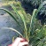 草坪草麦冬草台湾二号草混播草葱兰各种地被草