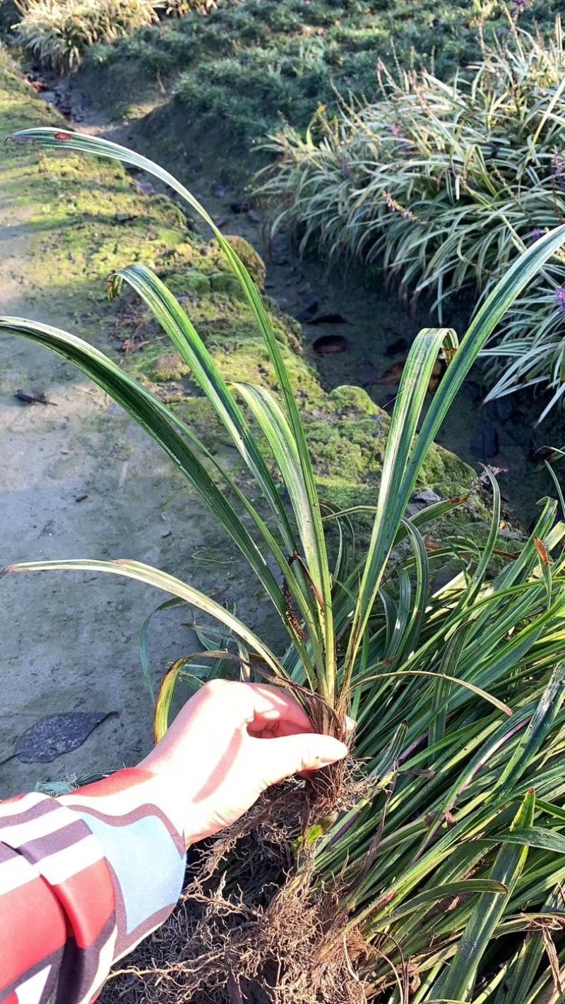 草坪草麦冬草台湾二号草混播草葱兰各种地被草