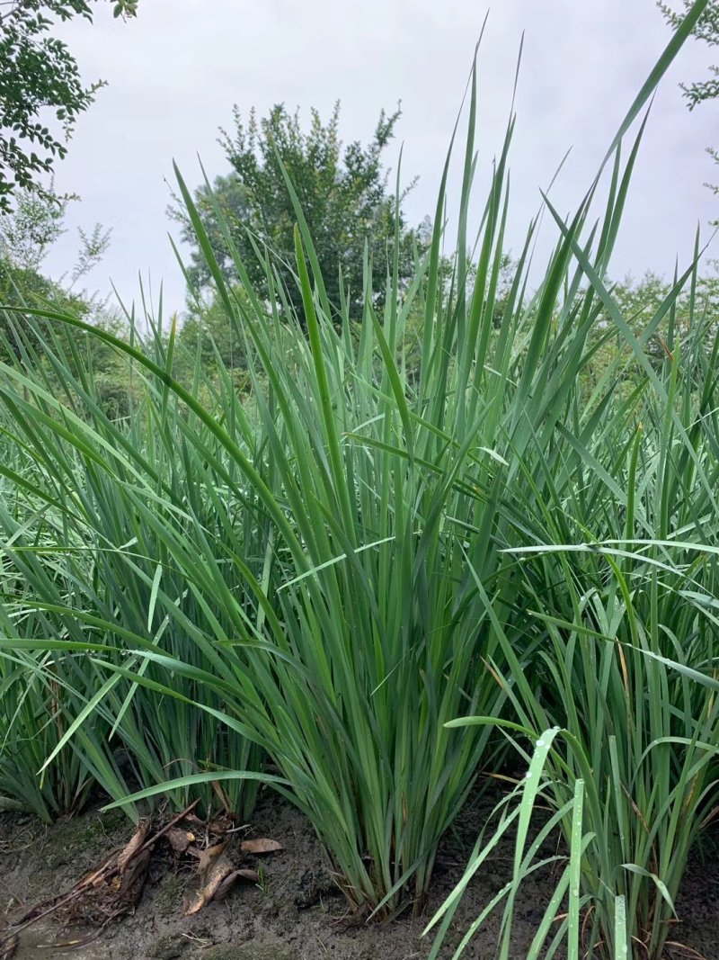 草坪草麦冬草台湾二号草混播草葱兰各种地被草