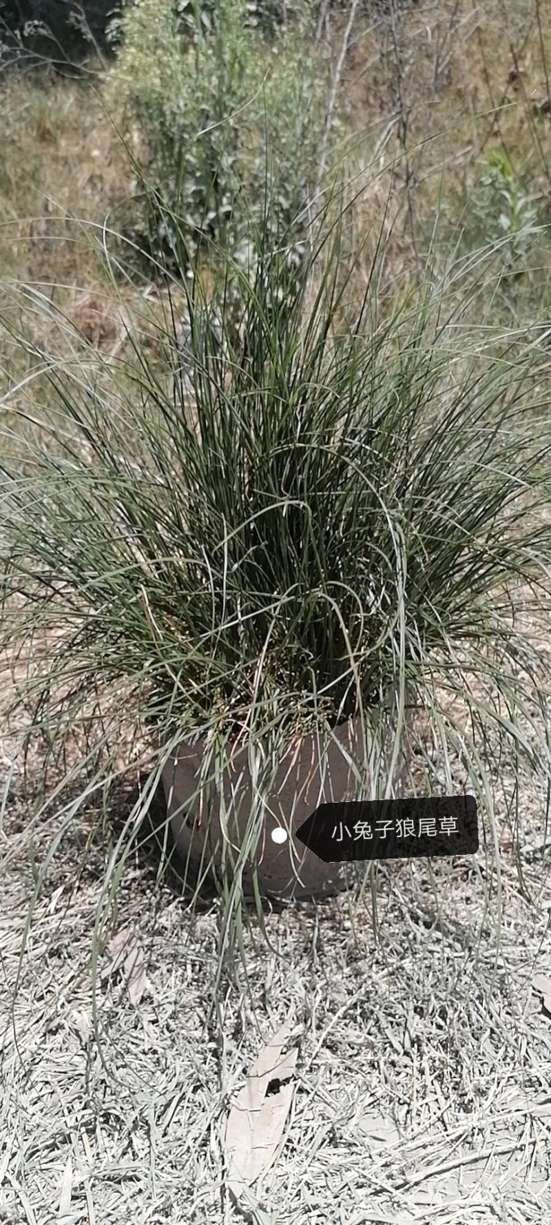 草坪草麦冬草台湾二号草混播草葱兰各种地被草