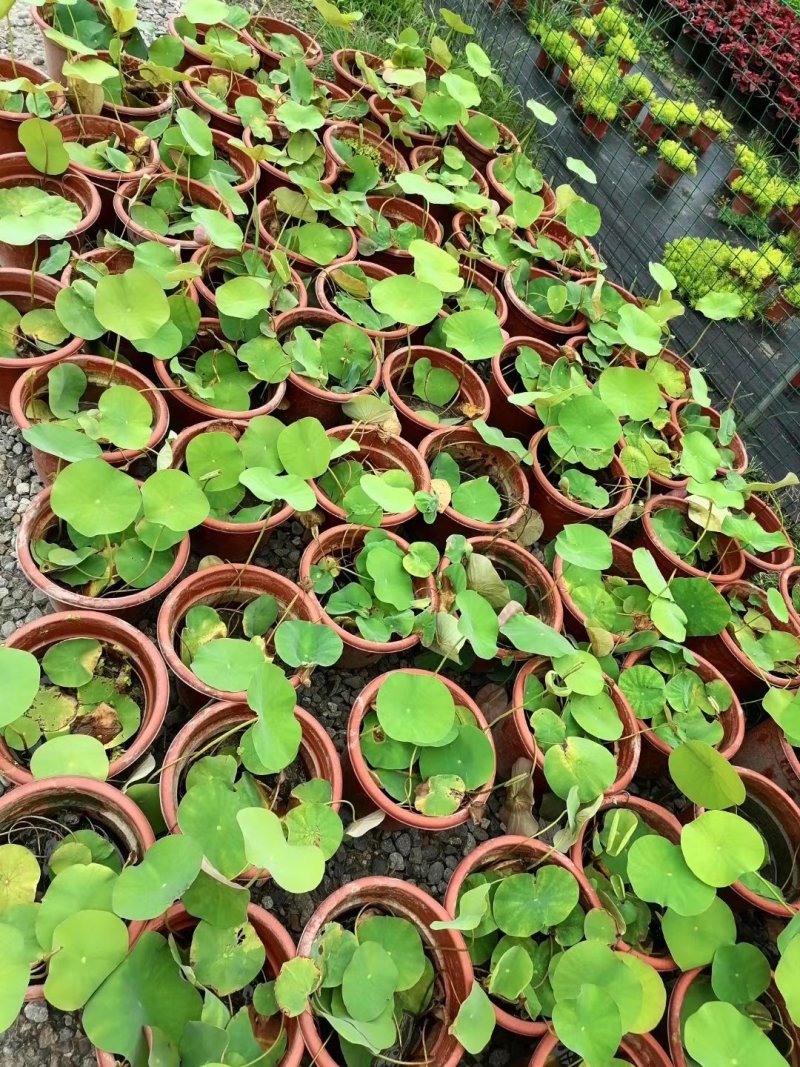荷花成都哪里有卖价买价多少钱