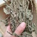 2020年野生车前草晒干