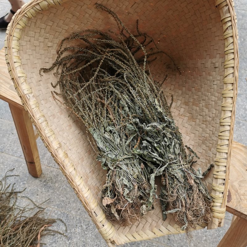 2020年野生车前草晒干