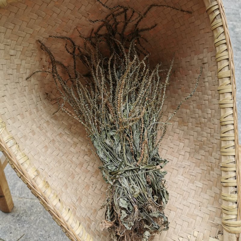 2020年野生车前草晒干