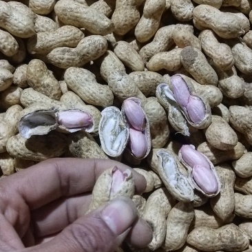 精品大白沙鲜花生过筛手选诚信合作诚信经营