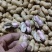 精品大白沙鲜花生过筛手选诚信合作诚信经营
