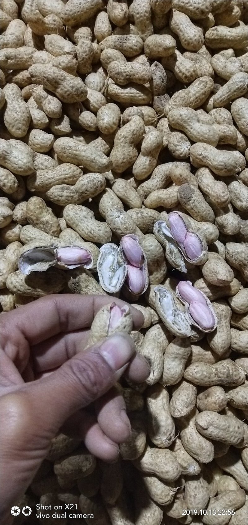 精品大白沙鲜花生过筛手选诚信合作诚信经营