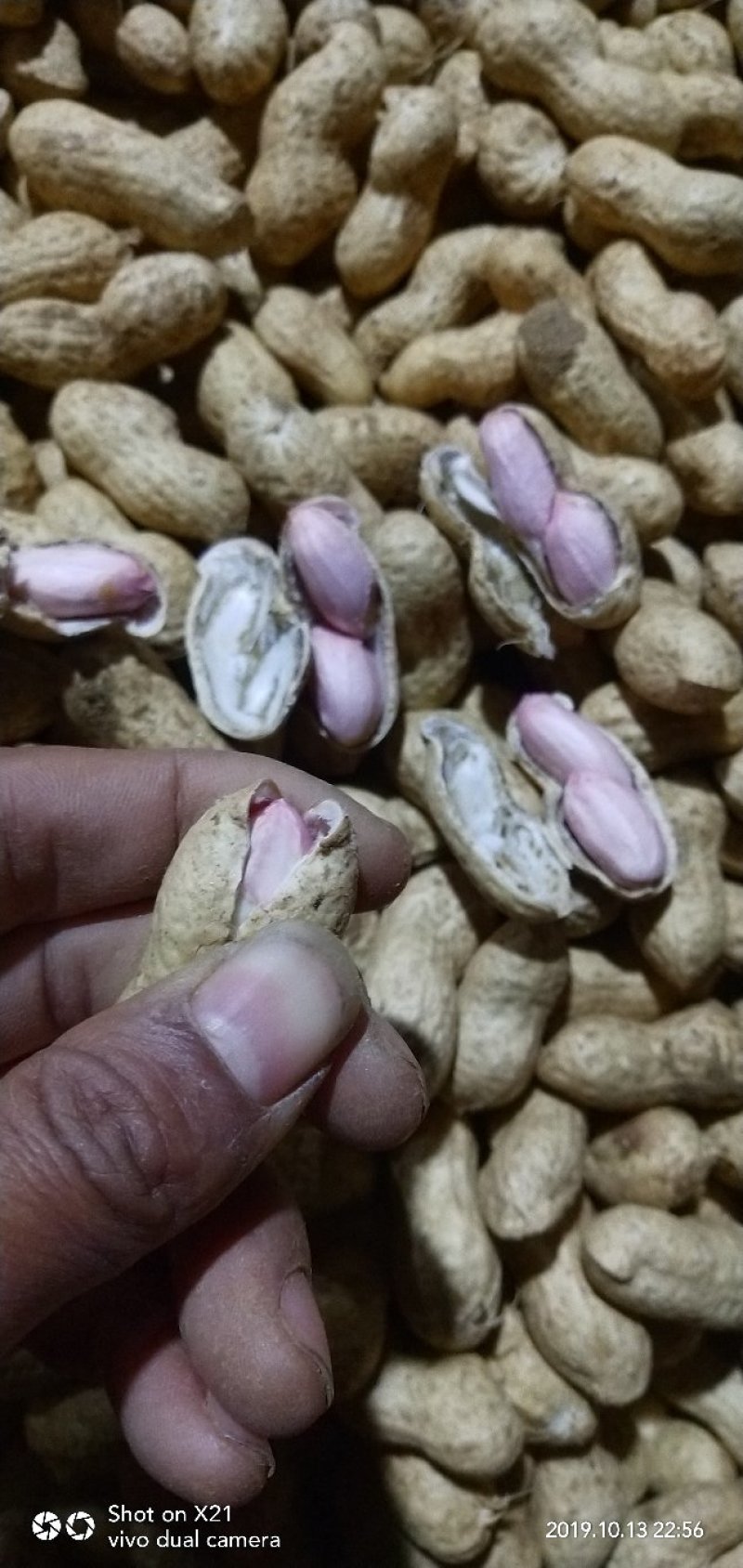 精品大白沙鲜花生过筛手选诚信合作诚信经营