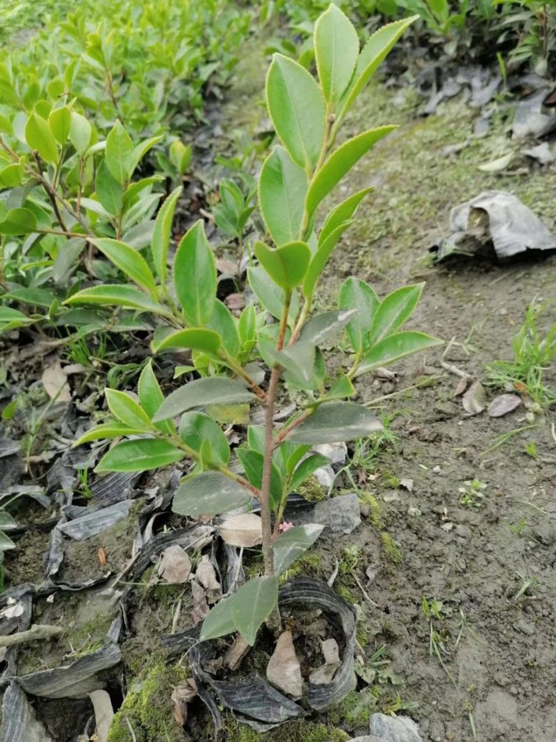 批发茶梅，杯苗茶梅，株高25-30公分，成都货源