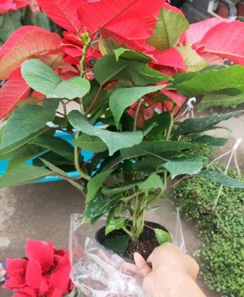 一品红象牙红圣诞花多少钱价格