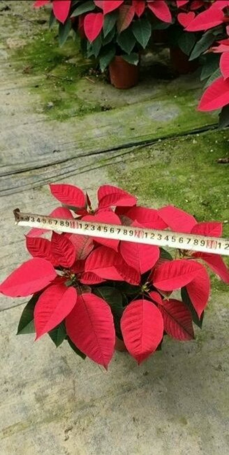 一品红象牙红圣诞花多少钱价格