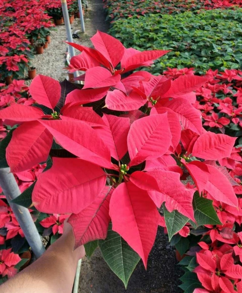 一品红象牙红圣诞花多少钱价格