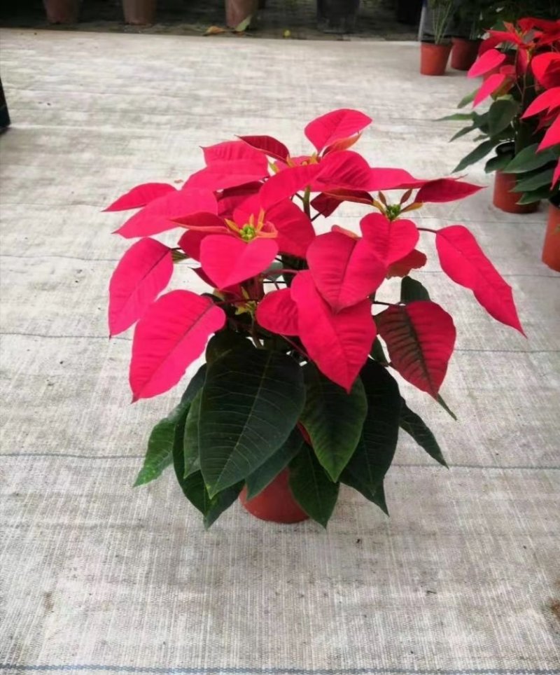 一品红象牙红圣诞花多少钱价格