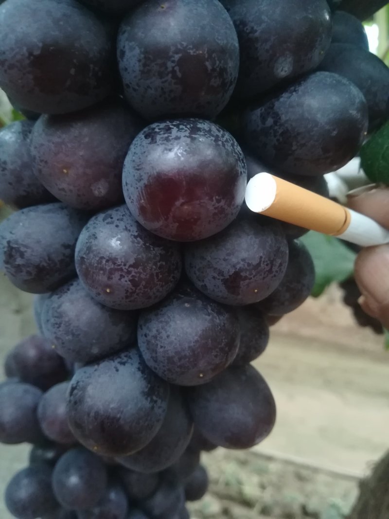 浆果类
