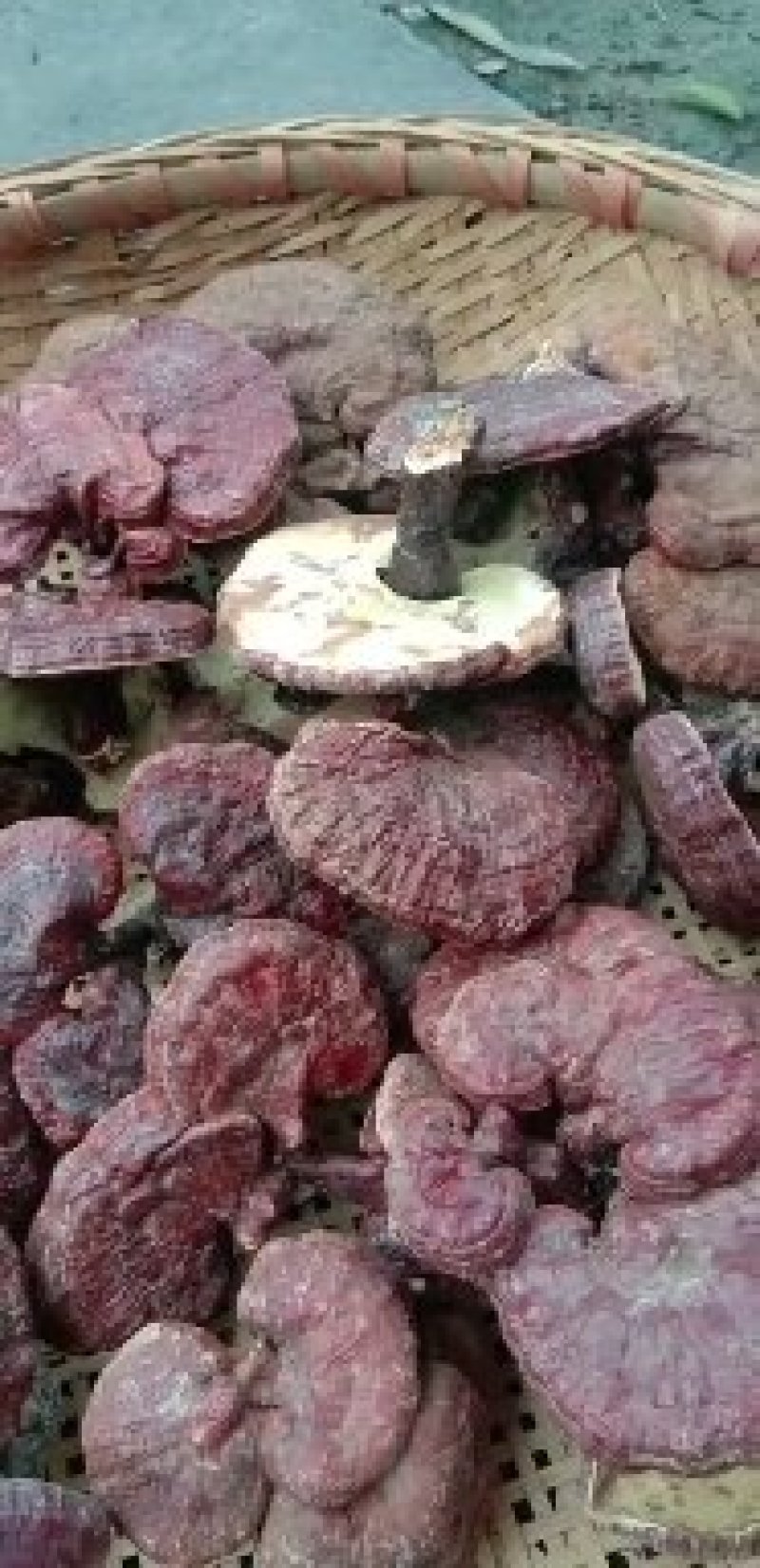 灵芝菌食用菌鲜货品质保证量大从优，欢迎老板咨询