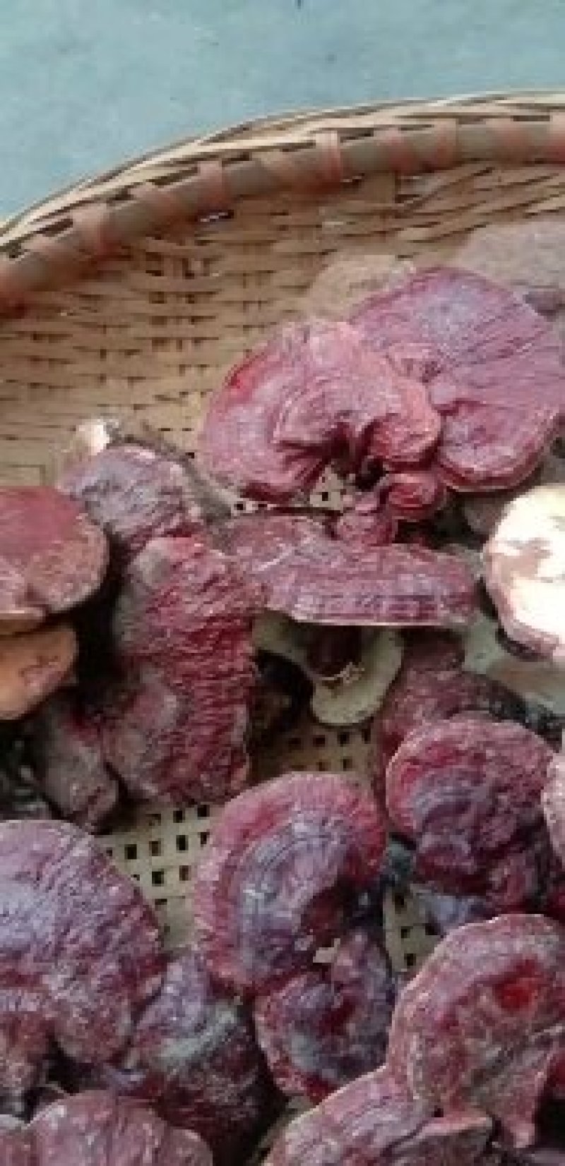 灵芝菌食用菌鲜货品质保证量大从优，欢迎老板咨询