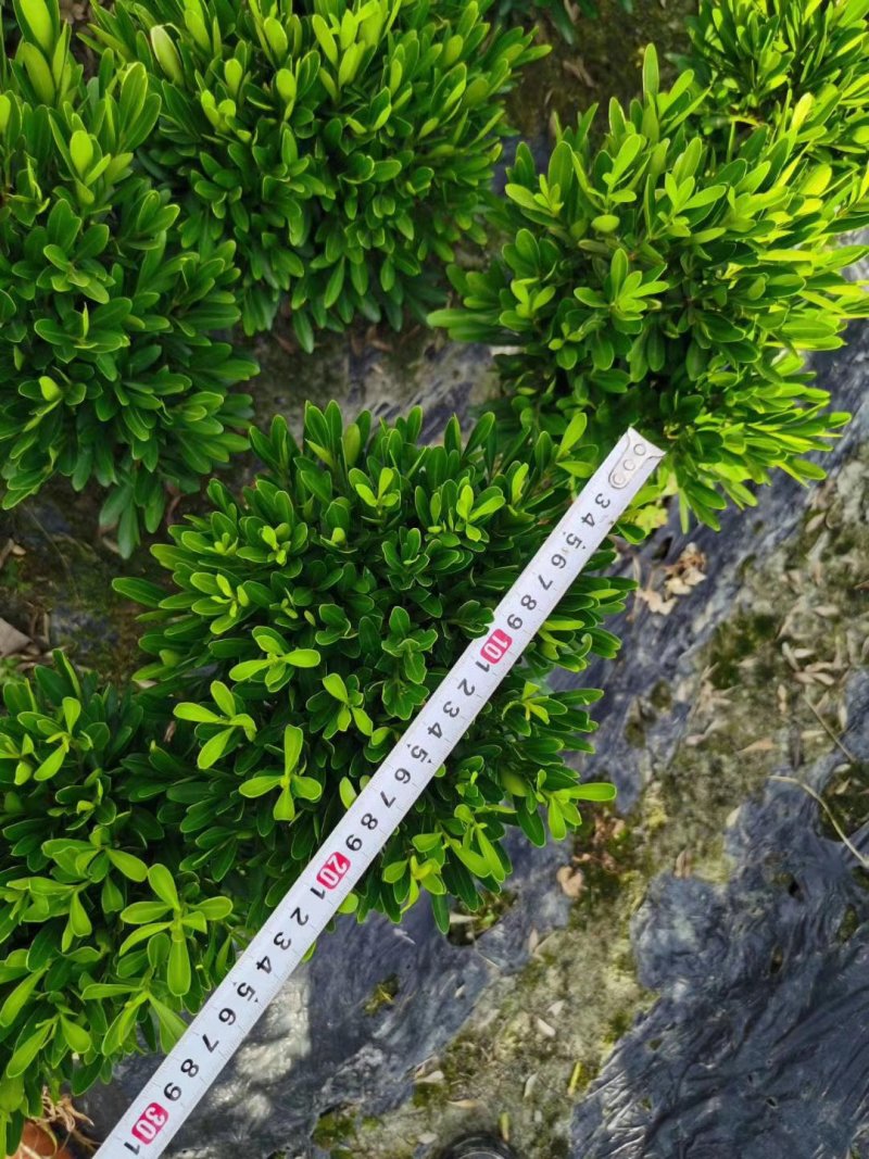 供应小叶黄杨/瓜子黄杨/雀舌黄杨苗地苗杯苗都有货好