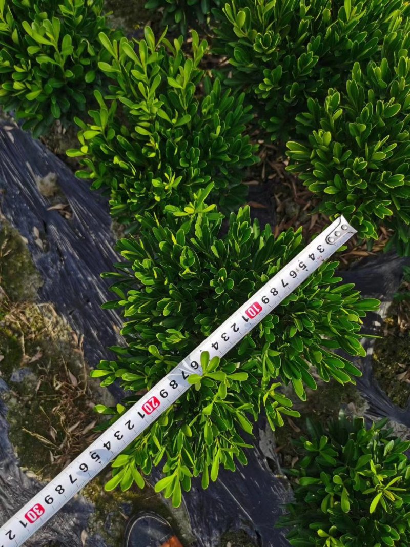 供应小叶黄杨/瓜子黄杨/雀舌黄杨苗地苗杯苗都有货好