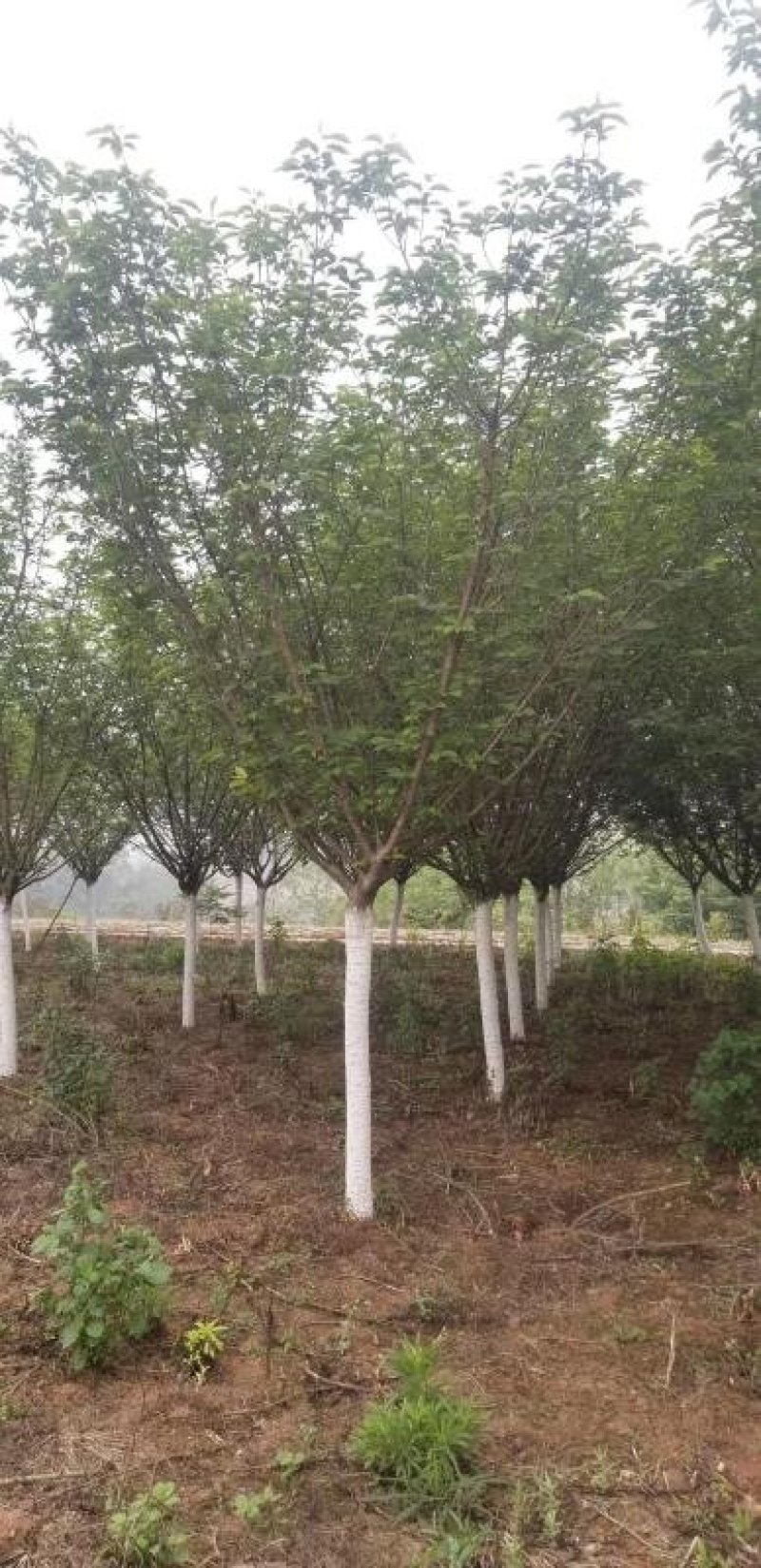 樱花基地直供，3-20公分樱花，树形好，规格多