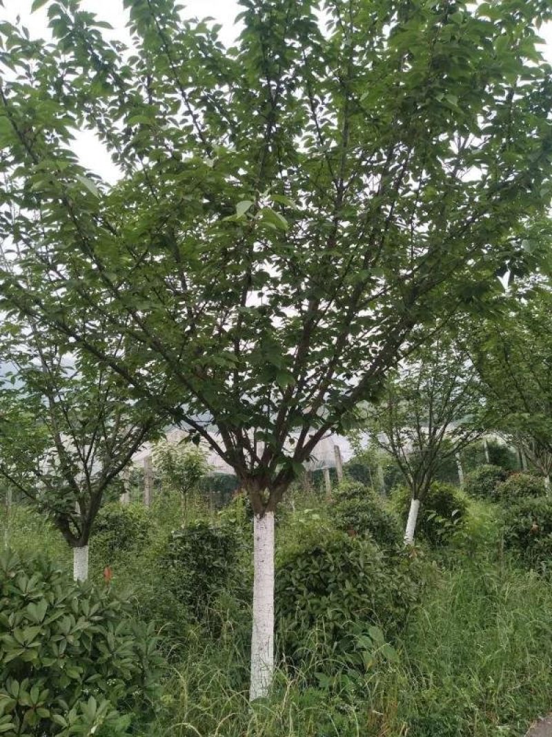 樱花基地直供，3-20公分樱花，树形好，规格多