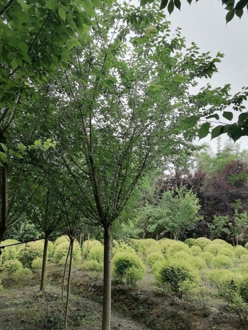 樱花基地直供，3-20公分樱花，树形好，规格多