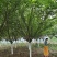 樱花基地直供，3-20公分樱花，树形好，规格多