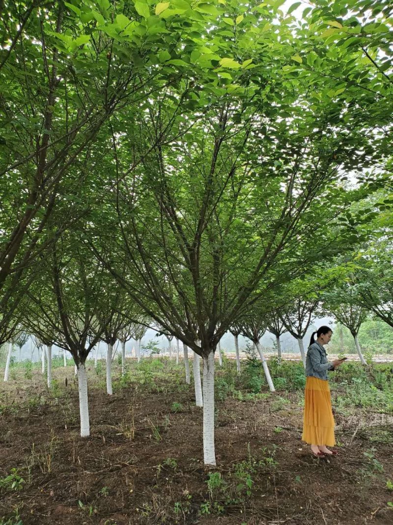 樱花基地直供，3-20公分樱花，树形好，规格多