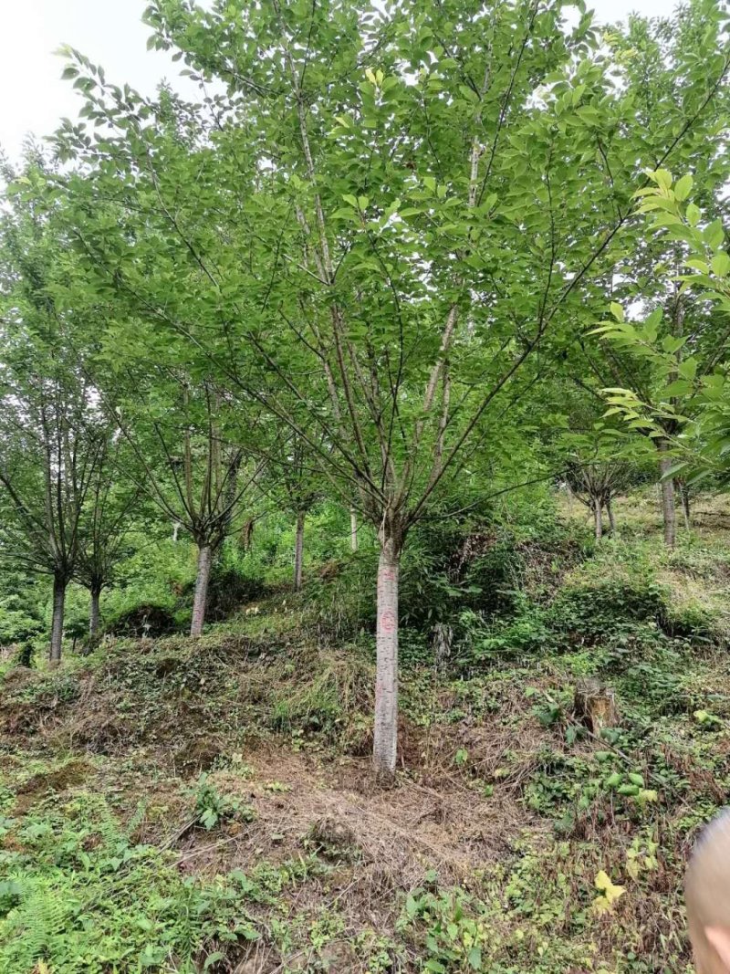 樱花基地直供，3-20公分樱花，树形好，规格多
