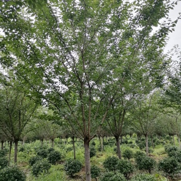樱花基地直供，3-20公分樱花，树形好，规格多