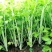 四川乐山自贡基地批发芹菜。白芹菜大量上市大吉的货