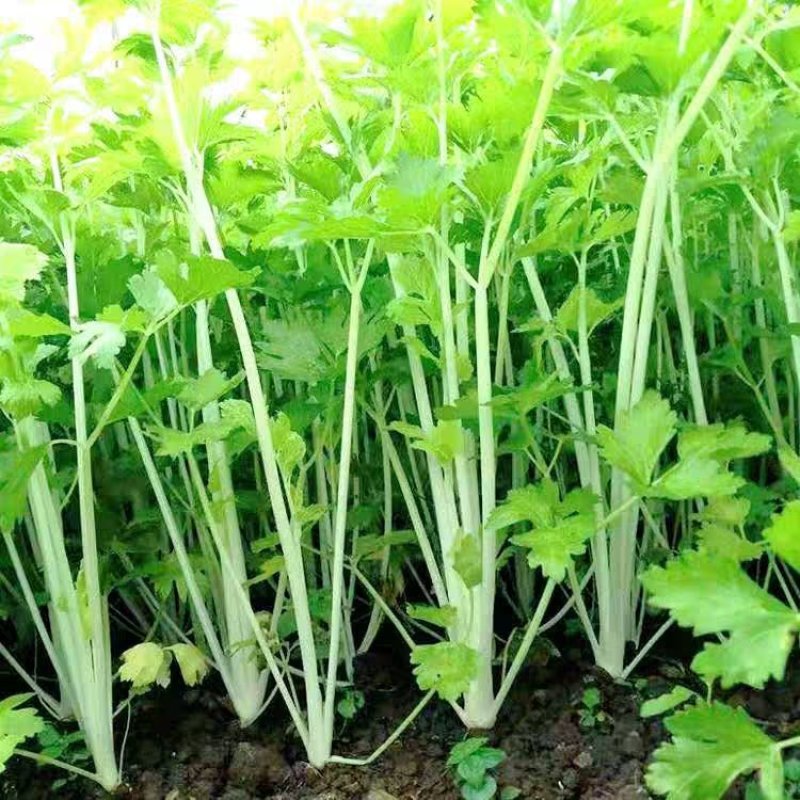 四川乐山自贡基地批发芹菜。白芹菜大量上市大吉的货