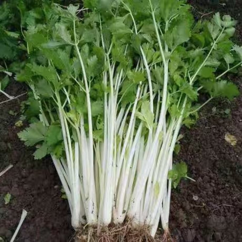 四川乐山自贡基地批发芹菜。白芹菜大量上市大吉的货