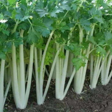 四川乐山自贡基地批发芹菜。白芹菜大量上市大吉的货