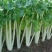 四川乐山自贡基地批发芹菜。白芹菜大量上市大吉的货