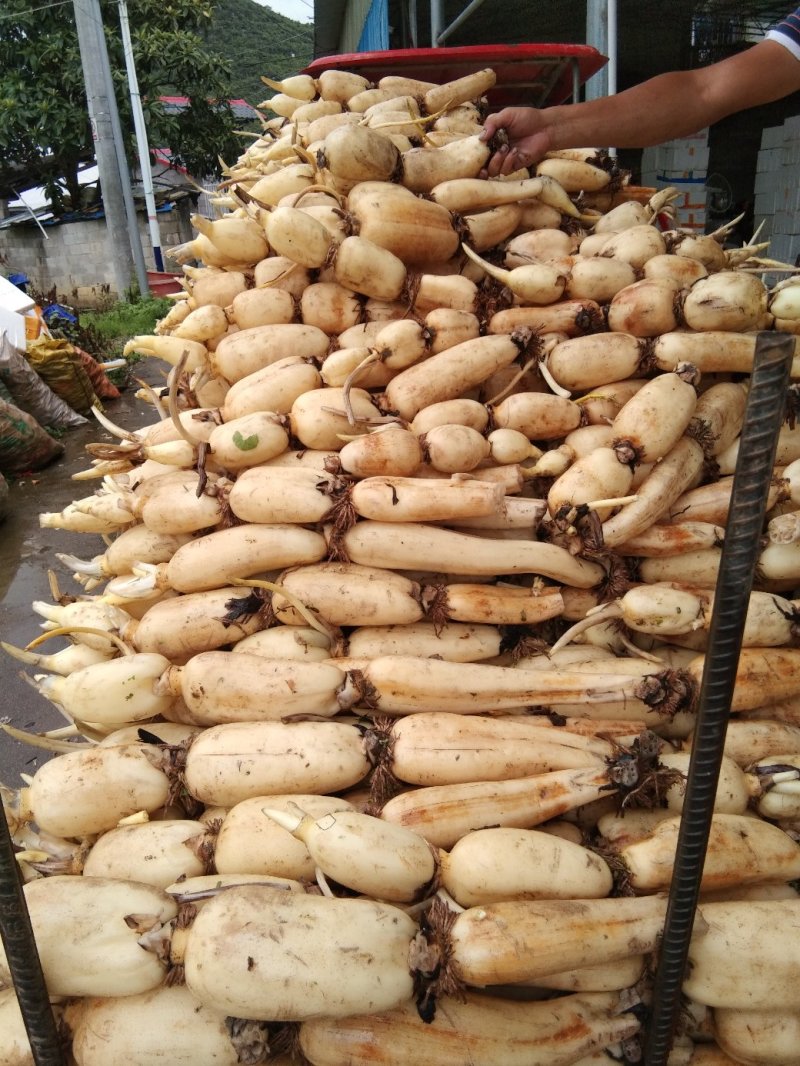 莲藕，本地货大量上市，漂亮货，需要的请联系