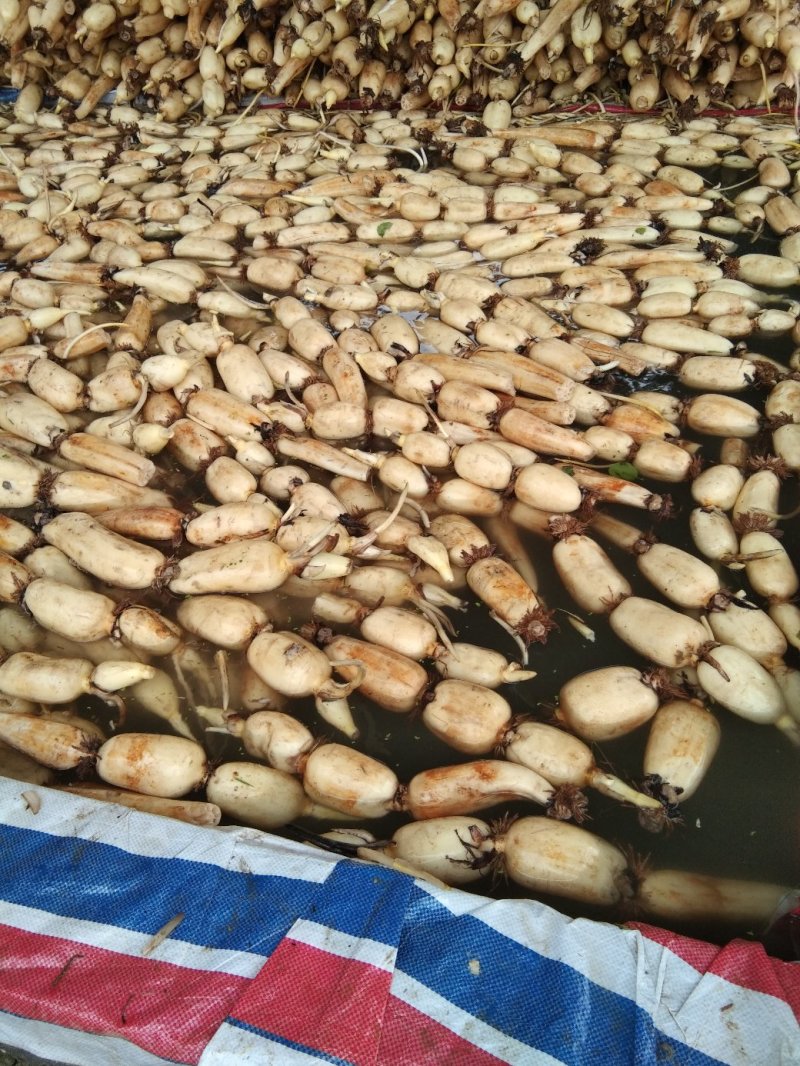 莲藕，本地货大量上市，漂亮货，需要的请联系