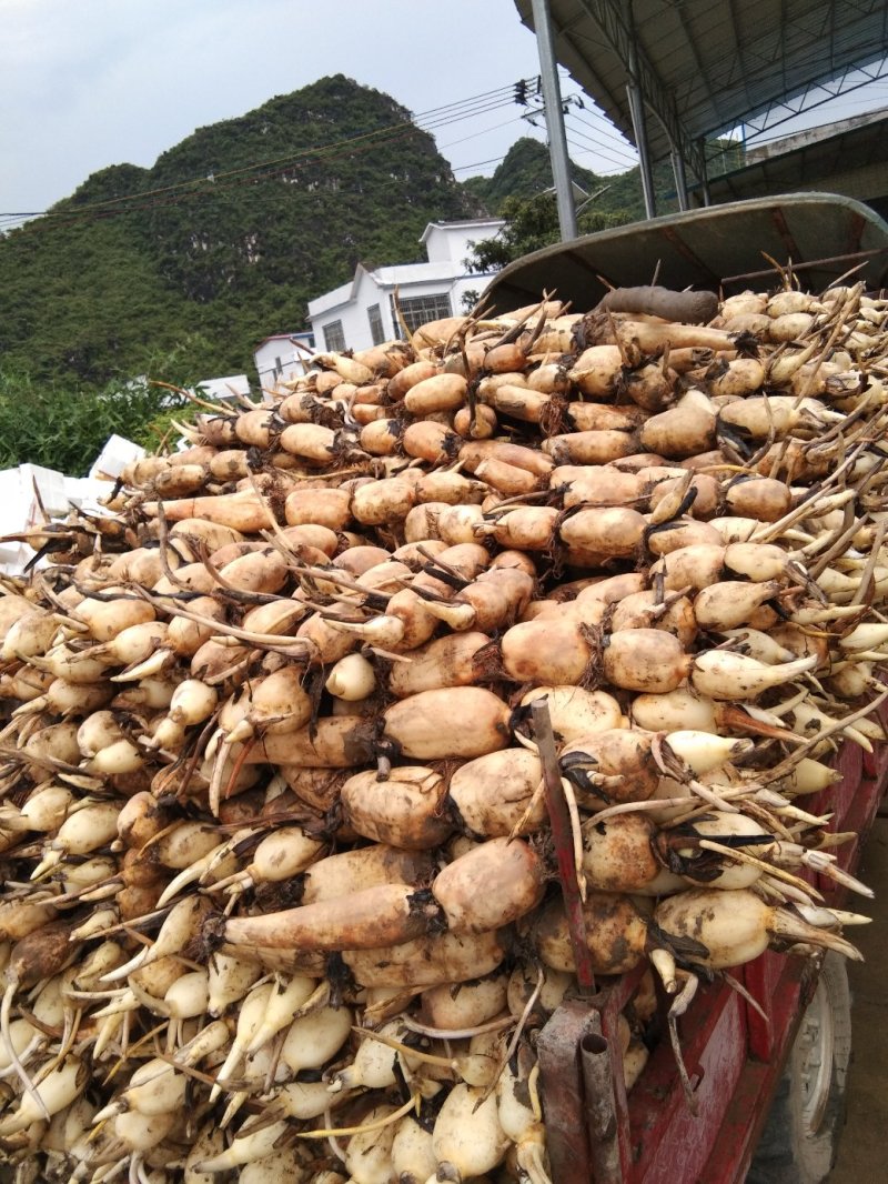 莲藕，本地货大量上市，漂亮货，需要的请联系