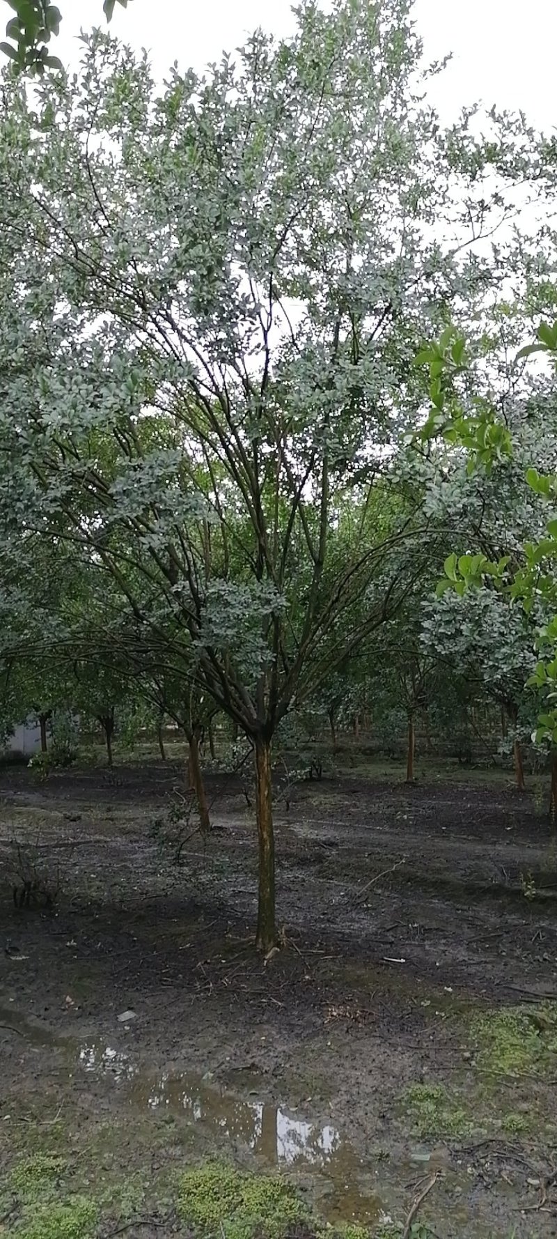 基地直供紫薇，精品紫薇。