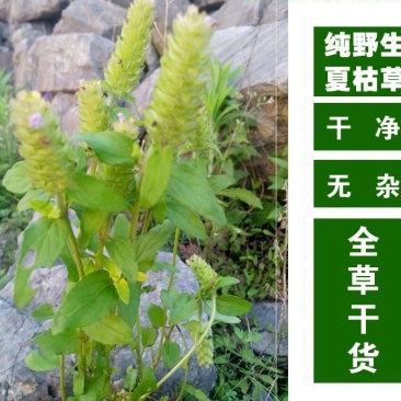 夏枯草，纯野生无污染，全草带球干度好，无霉无杂质