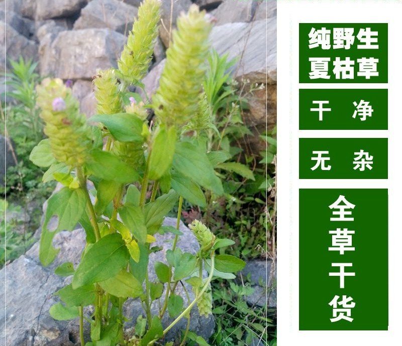 夏枯草，纯野生无污染，全草带球干度好，无霉无杂质