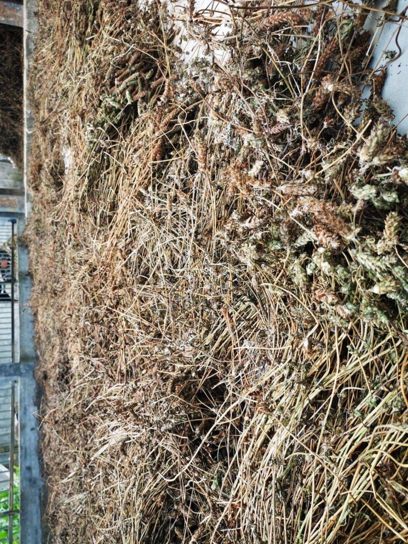 夏枯草，纯野生无污染，全草带球干度好，无霉无杂质