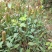 夏枯草，纯野生无污染，全草带球干度好，无霉无杂质