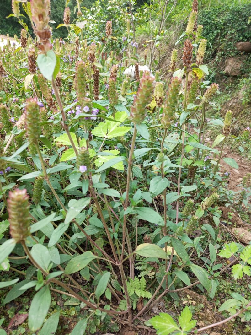 夏枯草，纯野生无污染，全草带球干度好，无霉无杂质