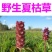 夏枯草，纯野生无污染，全草带球干度好，无霉无杂质