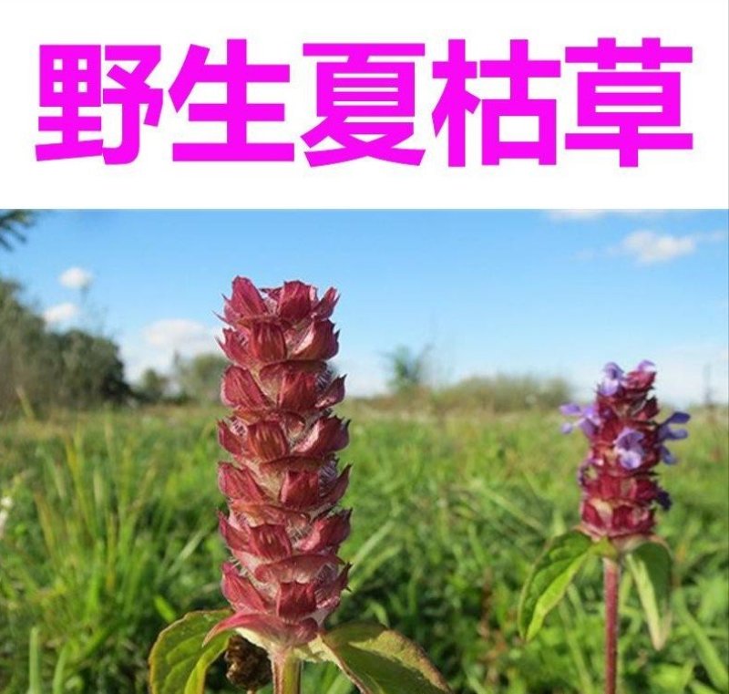 夏枯草，纯野生无污染，全草带球干度好，无霉无杂质